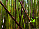 bamboo forest and young shoots