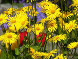 bed of yellow daisy's 