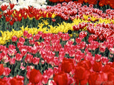 bed of red and yellow tulips
