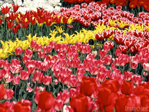 God's Creation Spring Backgrounds – ImageVine