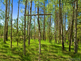 a forest of birch trees with a wood cross