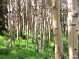 tree trunk view of birch forest