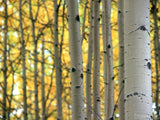 yellow leaves of birch trees in autumn light