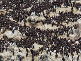 large group of seaside birds on the rocks