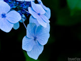 closeup of blue hydrangea flowers