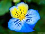 blue violet pansy flower