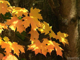 brilliant shade of yellow leaves background