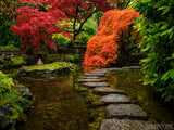 fall backgrounds cascading orange fire leaves rock pathway in pond