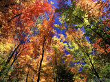 background of trees changing colors in fall