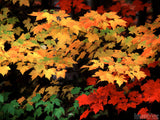 leaves in fall red green and yellow color splash