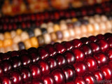 colorful Indian corn red yellow