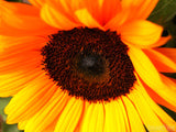 closeup of sunflower colors in bloom