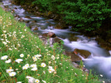 gentle flowing creek and white wildflowers
