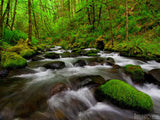 forest creek background with rocks and moss