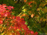 crimson collage of autumn leaves