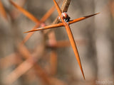 a background of thorns creates a cross