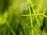 grass blade background create a cross