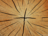 cracked tree rings form cross