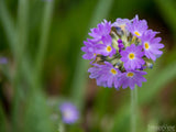 tiny purple flowers delicate balance