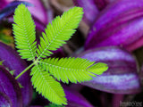 delicate leaf on a purple background