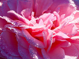 dew drops on a pink rose