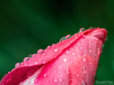 dew kissed pink tulip on green background