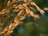 dried wheat seeds