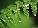 green fern dripping with dew