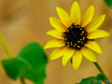 wild desert dwarf yellow sunflower