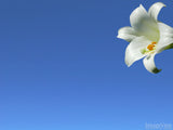 easter lily on a blue sky