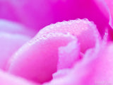 edge of beauty pink rose background