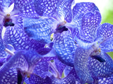 exotic blue orchids
