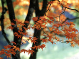 beautiful maple leaves in fall colors