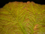 closeup of fall leaf