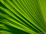 palm sunday fan background