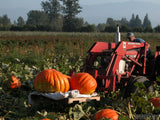 farmer harvesting pumpkins field tractor