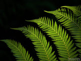 spring fern gulley on dark background