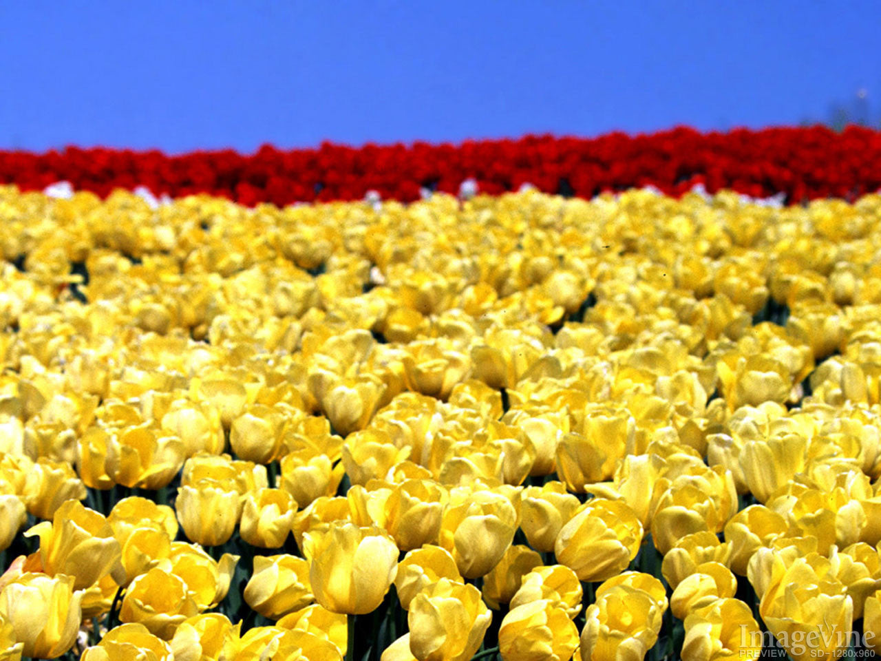 God's Creation Spring Backgrounds – ImageVine