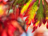 firelight red green fall leaves background blurred