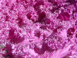 flowering pink kale