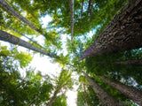 looking up at the forest canopy