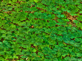 forest floor of green clovers