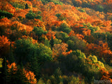 forest of fall in reds and orange