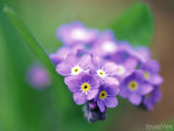 a cluster of forget me nots flowers