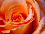 orange rose with water drops