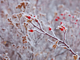 winter background of frosted berries