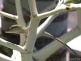 white tree gecko hawaii