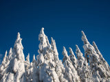 winter background glistening snow covered treetops