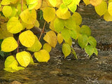 golden leaves over a cascading river