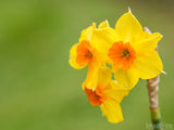 golden spring daffodil on blurred green background
